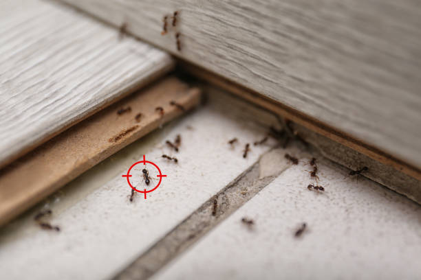 Best Pest Prevention Services  in Shillington, PA